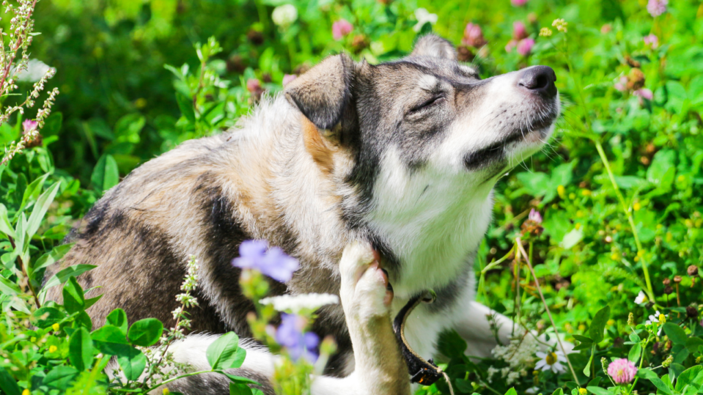 chien qui se gratte 