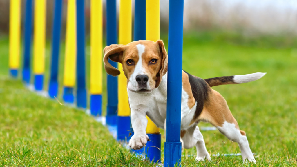 chien qui fait de l'agility