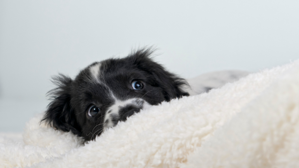 chien qui se cage