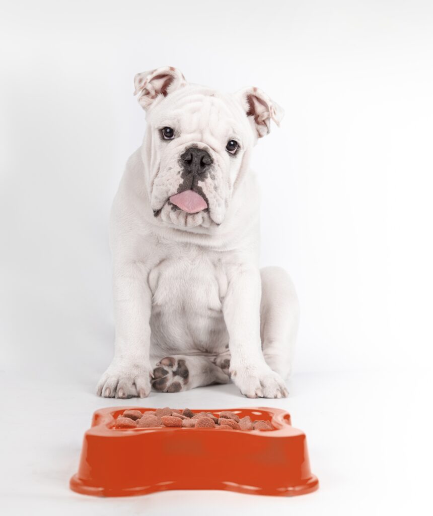 photo verticale d'un drôle de chiot bouledogue anglais assis et attendant devant sa nourriture