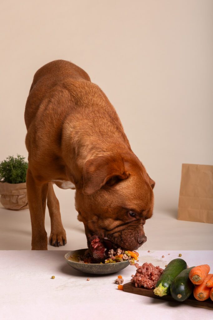 Alimentation pour chien fait maison