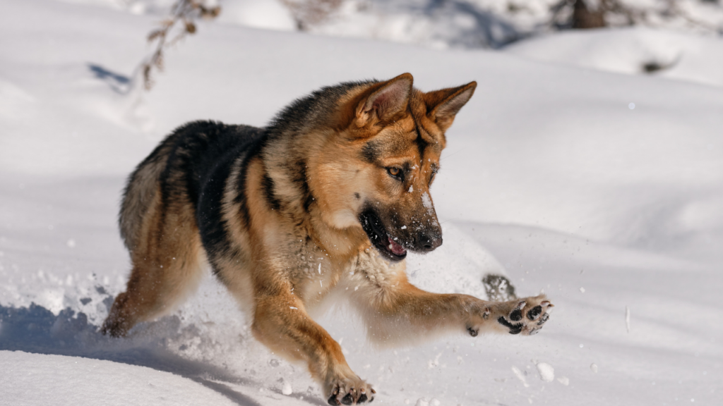 berger allemand et neige