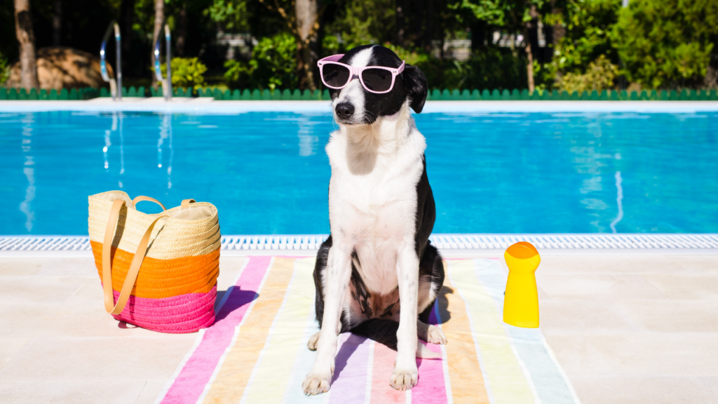 chien devant une piscine