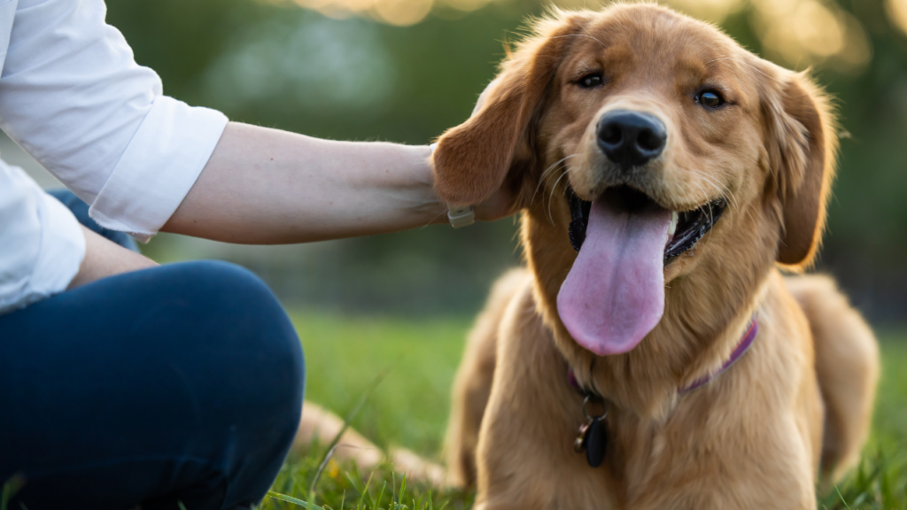 Chien heureux