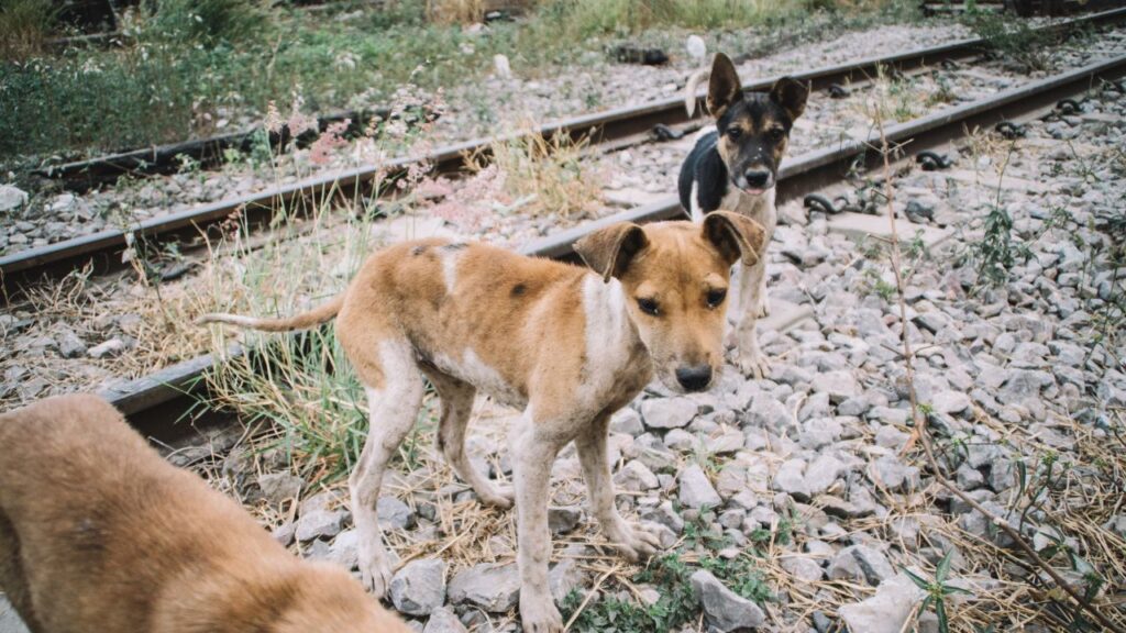 chien maigre
