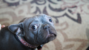 chien inquiet