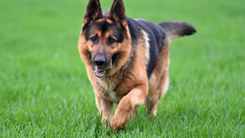 berger allemand