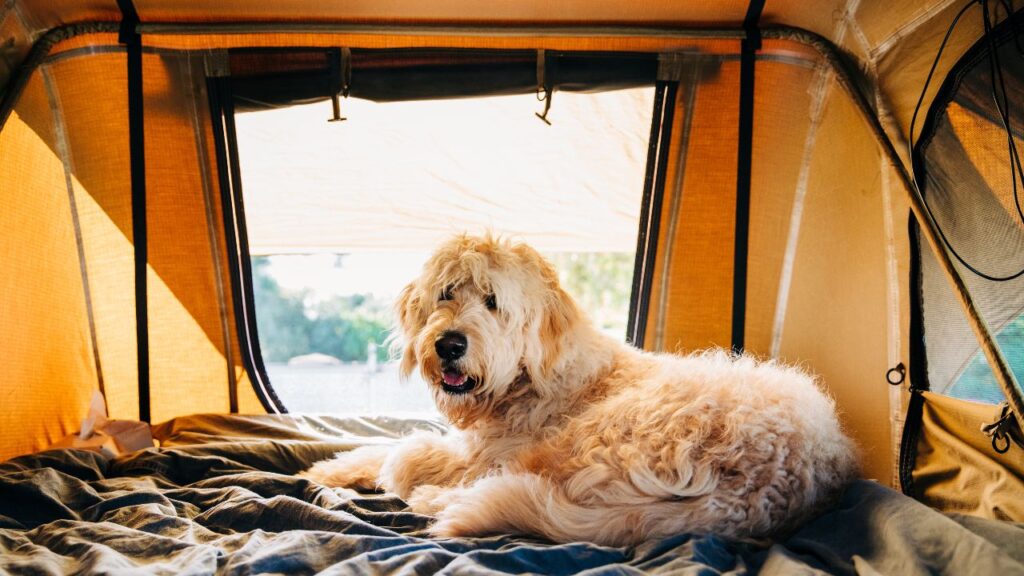 chien camping