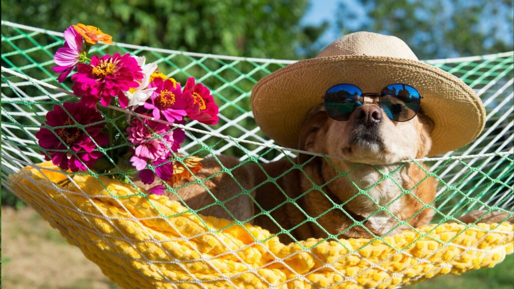 chien vacance