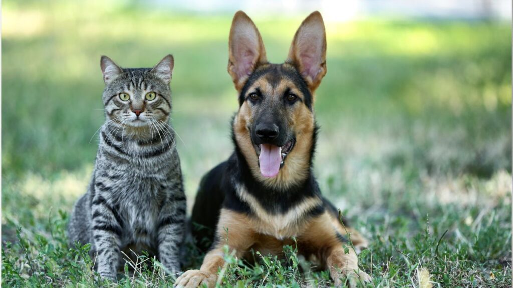 Chien et chat