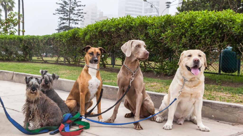 groupe de chien