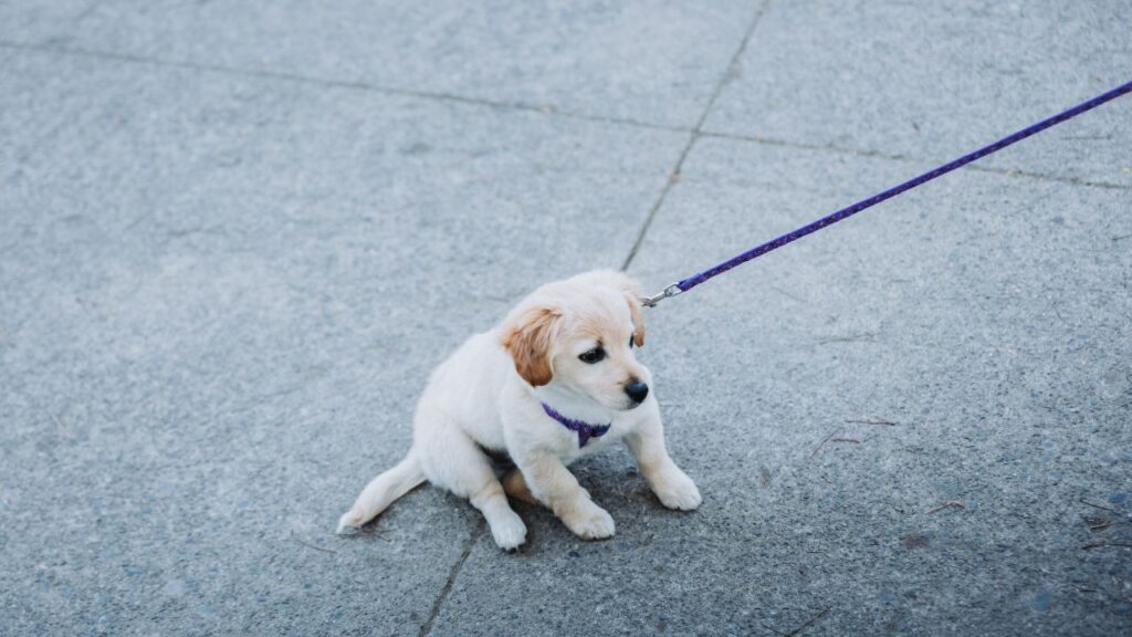 chien qui ne veut pas se promener