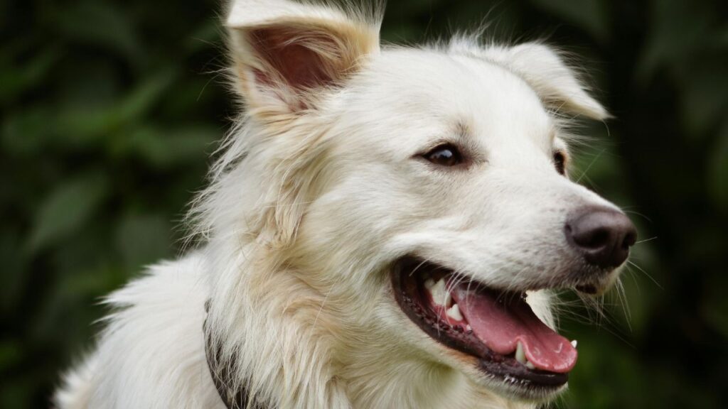 golden hour 2025 12 21t032216.233