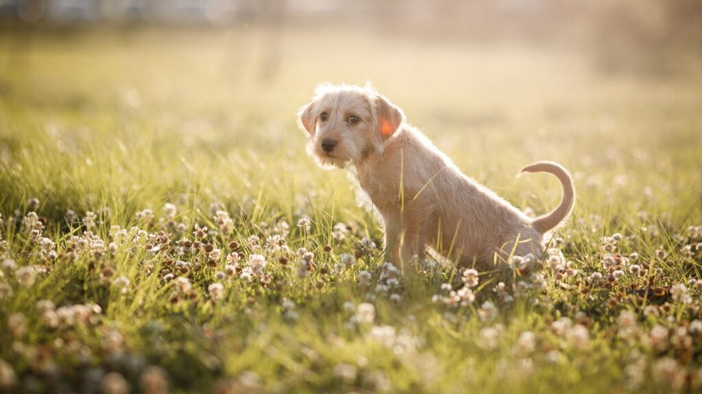 golden hour 2026 01 04t012850.315