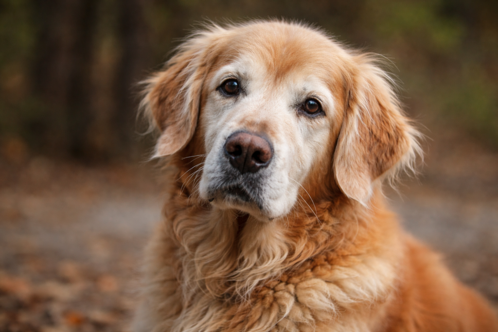 vieillissement noble d'un golden retriever