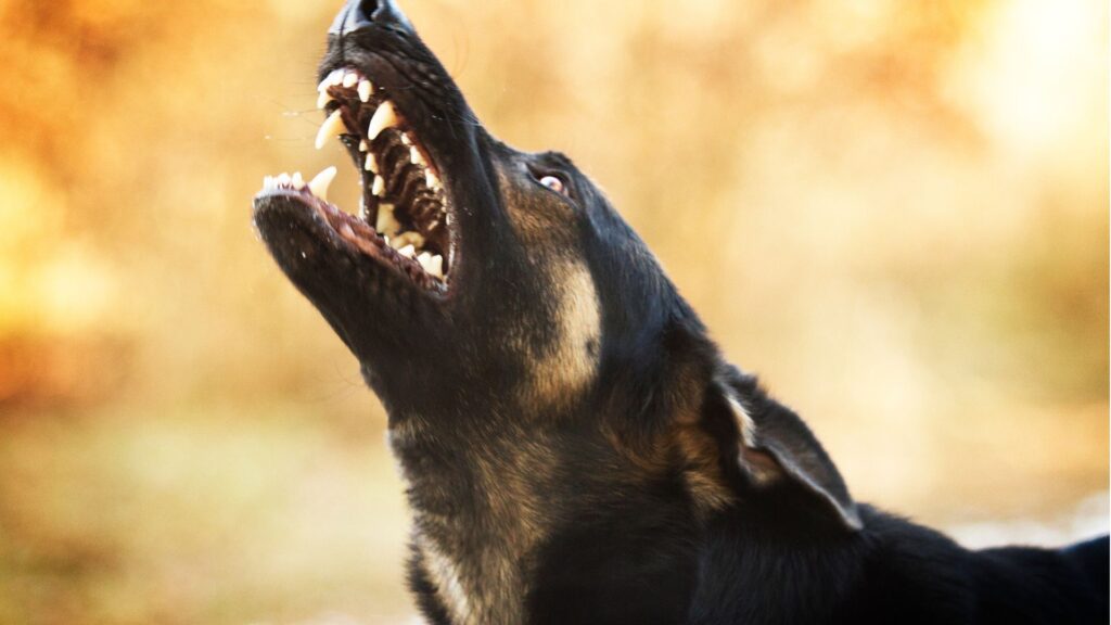 chien qui grogne
